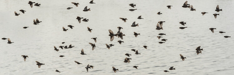 Flock of birds.