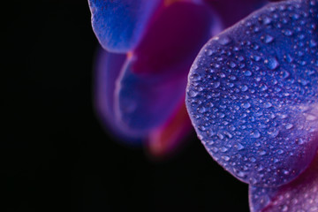 blue orchid with drops of water on a black background