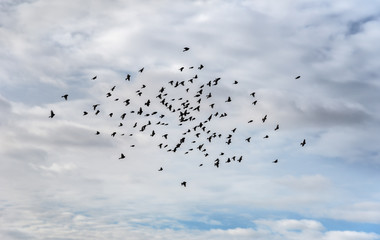 Flock of birds in a sky.