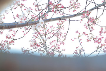 春の風に舞う満開の桜
