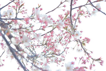 春の風に舞う満開の桜