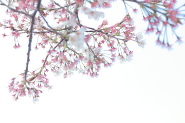 踊る春の桜と夕暮れ時