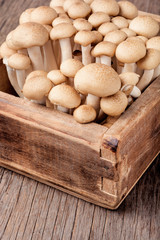 Fresh raw mushrooms