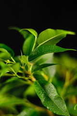 green leaves with drops of water on a black background