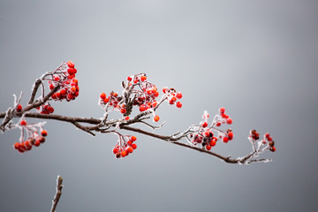 red berries in winter