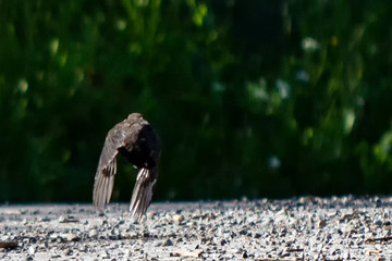 Obraz premium Blackbird