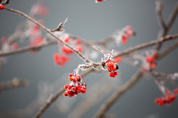 red berries in the snow