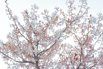 幻想的でかっこいい春の桜