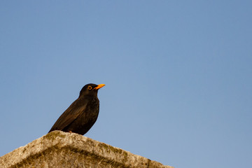 Blackbird