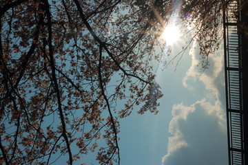 幻想的でかっこいい春の桜