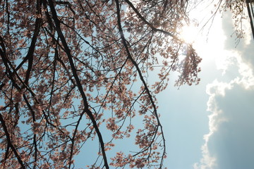 幻想的でかっこいい春の桜