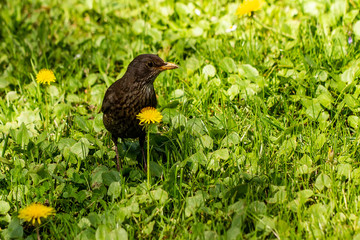 Blackbird