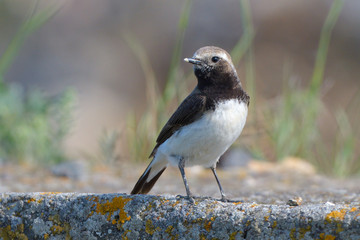 Pied wheatear on a rock