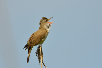 Great reed warbler on a reed stick
