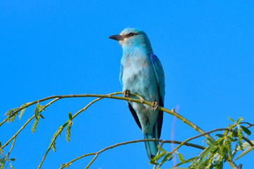 European blue roller on a branch