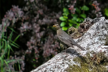 Blackbird