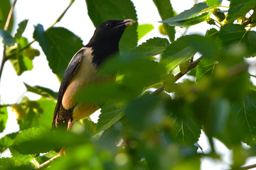 Rosy starling (pastor roseus)