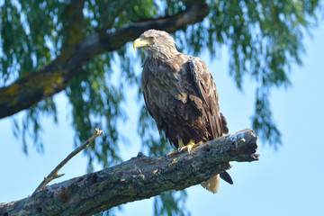 White Tailed Eagle on a branch