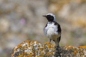 Pied wheatear on a rock