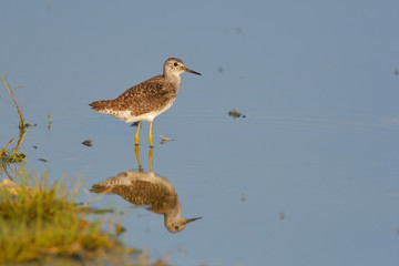 Wood Sandpiper (Tringa glareola)