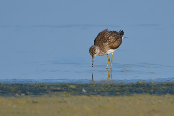 Wood Sandpiper (Tringa glareola)