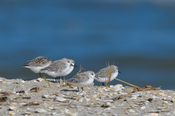 Obraz premium Sanderling