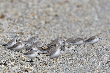 Sanderling