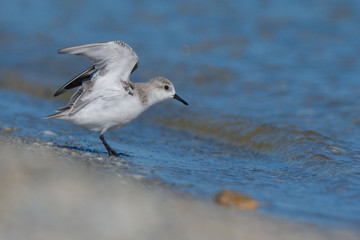 Sanderling