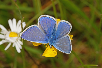 Polyommatus icarus (ROTTEMBURG, 1775) Hauhechel-Bläuling DE, NRW, Lampertstal, Eifel 21.05.2016