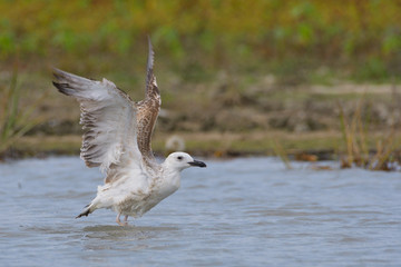 Caspian or Yellow-legged Gull (Larus cachinnans)