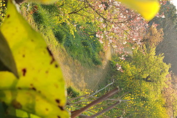 木漏れ日の夕暮れ時に咲き乱れる荒れる桜と幻想的な森