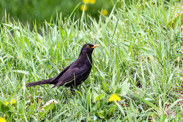 Blackbird