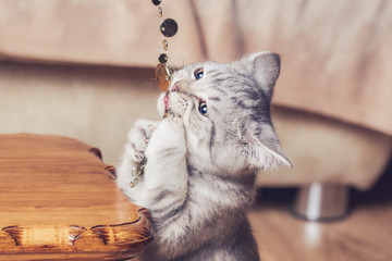 Grey cat playing with the sparkling beads. It is biting bait.