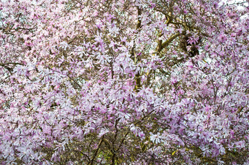 Pink flowering Magnolia