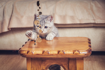 Kitten hunting on  sparkling beads. Its catching bait with paw.