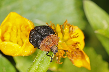 Oeceoptoma thoracica Rothalsige Silphe DE, NRW, Lampertstal, Eifel 21.05.2016