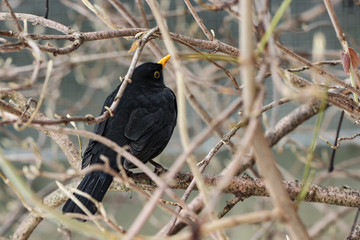 Blackbird