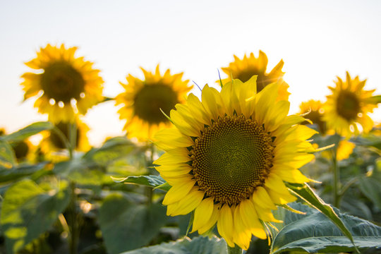 sunflowers © Dimitar