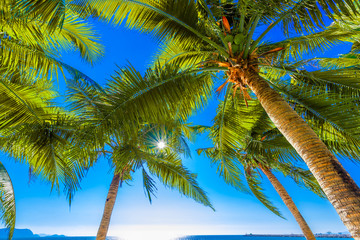 Coconut palm trees against blue sky and beautiful beach in Pattaya Thailand...