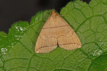 Herminia tarsipennalis TREITSCHKE, 1835 Olivbraune Zünslereule DE, NRW, Wuppertal-Kohlfurth...