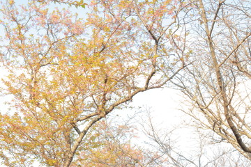 幻想的な森の中で咲き乱れる植物と桜