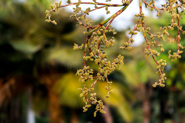 Close up beautiful Blooming flower Thailand in the garden. 
