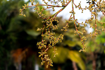 Close up beautiful Blooming flower Thailand in the garden. 