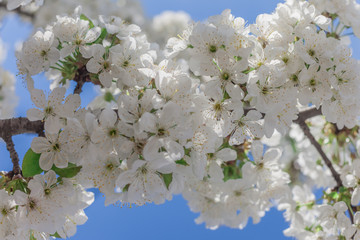 cherry blossoms, sppring seasonal background with white flowers, small flowers, close up photo