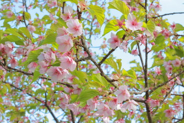春に咲く舞い散るピンクの桜並木