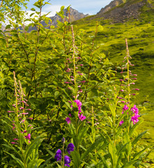 Fireweed blooming in the spring