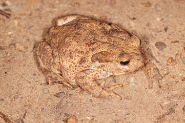 Bufo bufo Erdkröte DE, NRW, Solingen, Ohligser Heide 27.05.2016