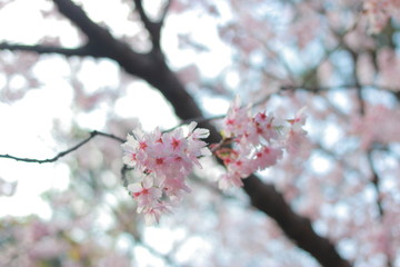 ４月に咲く幻想的に美しい夕暮れ時の桜