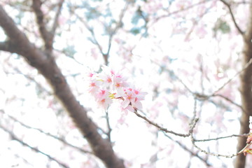心躍る春に咲く、美しい緑と桜色のさくら