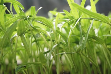 fresh green Ipomoea aquatica plant in nature garden